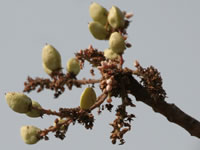 Boswellia serrata 